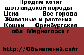 Продам котят шотландской породы › Цена ­ 2 000 - Все города Животные и растения » Кошки   . Оренбургская обл.,Медногорск г.